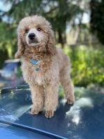 Aussie Doodles Puppies for sale in West Sacramento, CA, USA. price: $700