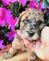 Aussie Doodles Puppies for sale in Hanford, California. price: $1,800