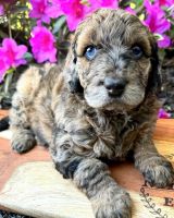 Aussie Doodles Puppies for sale in Hanford, California. price: NA