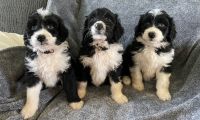 Aussie Doodles Puppies for sale in Lincolnton, North Carolina. price: $1,500