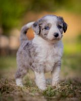 Aussie Doodles Puppies for sale in Grants Pass, Oregon. price: $2,200