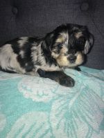 Aussie Doodles Puppies for sale in helena, Montana. price: $2,000