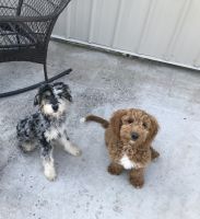 Aussie Doodles Puppies for sale in helena, Montana. price: $1,500