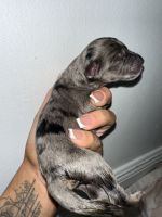 Aussie Doodles Puppies for sale in Coral Springs, Florida. price: $2,500