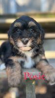 Aussie Doodles Puppies for sale in Baltic, Ohio. price: NA