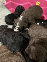 Aussie Doodles Puppies for sale in Hot Springs, Arkansas. price: $900