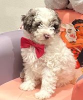 Aussie Doodles Puppies for sale in Vancouver, Washington. price: $2,500
