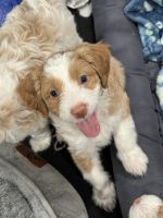 Aussie Doodles Puppies for sale in Blue Island, Illinois. price: $800