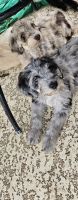 Aussie Doodles Puppies for sale in Colleyville, Texas. price: $1,000