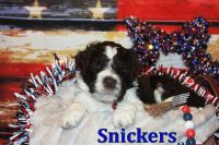 Aussie Doodles Puppies for sale in Satsuma, AL, USA. price: $800
