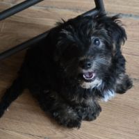Aussie Doodles Puppies for sale in Ann Arbor, MI 48103, USA. price: $150