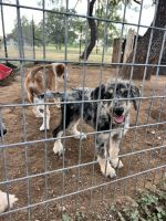 Aussie Doodles Puppies for sale in Buchanan Dam, TX, USA. price: $100