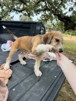 Aussie Doodles Puppies for sale in Buchanan Dam, TX, USA. price: $100