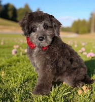 Aussie Doodles Puppies for sale in Georgetown, TX, USA. price: $1,250