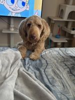 Aussie Doodles Puppies for sale in Hickory, NC, USA. price: $450