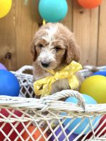 Aussie Doodles Puppies for sale in Dubberly, LA 71024, USA. price: $500