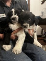 Aussie Doodles Puppies for sale in College Station, TX 77845, USA. price: $800