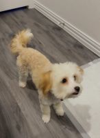 Aussie Doodles Puppies for sale in Red Oak, TX, USA. price: $1,200