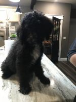 Aussiedoodle F1b