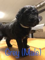 Aussiedoodle Puppies