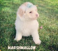 Australian GoldenDoodle Puppies