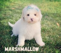 Australian GoldenDoodle Puppies