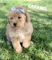 Australian GoldenDoodle Puppies