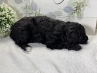 Mini Aussiedoodle puppies