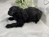 Mini Aussiedoodle puppies