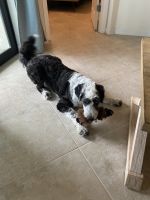 Aussiedoodle puppy for sale