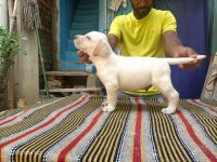 Aussie Poo Puppies for sale in Chennai, Tamil Nadu, India. price: 15,000 INR