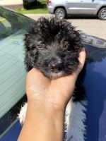 Aussie Poo Puppies for sale in Ypsilanti, MI, USA. price: $1,300