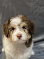 Aussie Poo Puppies for sale in Shirley, NY, USA. price: $2,300