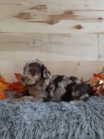 Aussie Poo Puppies for sale in Reading, MI 49274, USA. price: $1,200