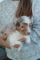 Aussie Poo Puppies for sale in Reading, MI 49274, USA. price: $400