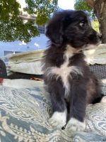 Aussie Poo Puppies for sale in Dayton, OH, USA. price: $850
