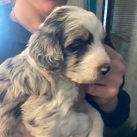 Aussie Poo Puppies for sale in Spokane, WA, USA. price: $150,000