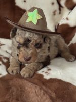 Aussie Poo Puppies for sale in Wytheville, VA 24382, USA. price: $850