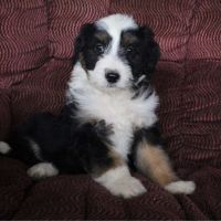 Aussie Poo Puppies for sale in Canton, OH, USA. price: $650