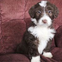 Aussie Poo Puppies for sale in Canton, OH, USA. price: $899