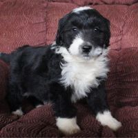 Aussie Poo Puppies for sale in Canton, OH, USA. price: $650