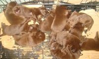 Aussie Poo Puppies for sale in Quezon City, Metro Manila, Philippines. price: 315 PHP