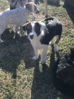 Austrailian Blue Heeler Puppies for sale in Lorena, Texas. price: $35