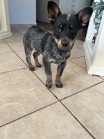 Austrailian Blue Heeler Puppies for sale in Las Cruces, New Mexico. price: $1,000
