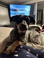 Austrailian Blue Heeler Puppies for sale in Stockdale, Texas. price: NA