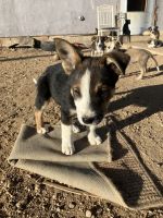 Austrailian Blue Heeler Puppies for sale in Alamosa, Colorado. price: $50