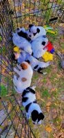 Austrailian Blue Heeler Puppies Photos