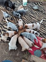 Austrailian Blue Heeler Puppies for sale in Grove, Oklahoma. price: $9,184,140,000