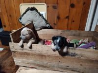 Austrailian Blue Heeler Puppies for sale in Eugene, Oregon. price: $500