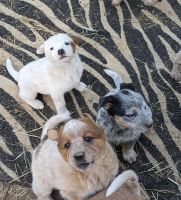 Austrailian Blue Heeler Puppies Photos